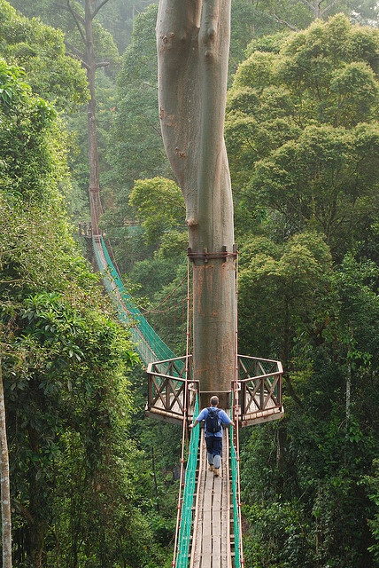Photo:  Borneo Rainforest Canopy Walkway